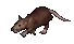 plague rat